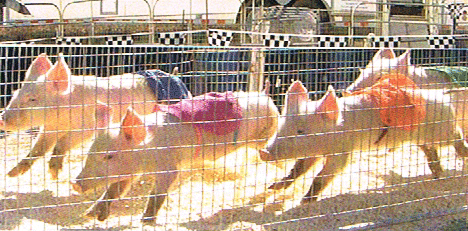 pig races